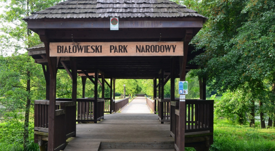 fot. Pixabay MŚ: UNESCO na razie nie podejmie decyzji ws. Puszczy Białowieskiej