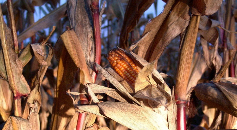 USDA: Prognoza światowej produkcji kukurydzy w sezonie 2016/2017 została obniżona (Fot.pixabay.com) USDA: Nieco niższa produkcja zbóż paszowych w sezonie 2016/2017