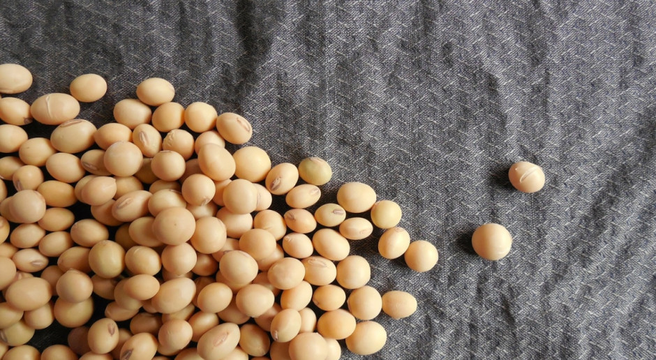 Według najnowszej prognozy USDA światowa produkcja nasion soi ma wynieść 325,95 mln ton ton (fot.pixabay.com) USDA: Wzrost prognozy światowej produkcji nasion oleistych