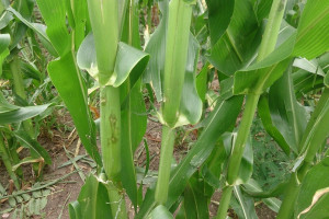Kukurydza zraniona po gradobiciu wymaga ochrony przed chorobami