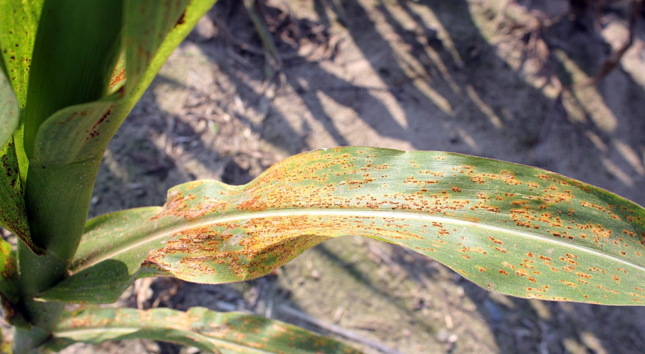 Rdza kukurydzy (Puccinia sorghi), widoczne liczne skupienia urediniospor Do zabiegu na omacnicę warto dodać fungicyd
