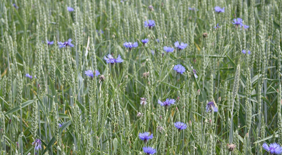 Zachwaszczona plantacja pszenicy. Fot. Pixabay Desykacja zbóż