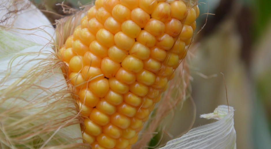 Kto da więcej za Monsanto? Fot. Katarzyna Szulc Kto przejmie Monsanto?