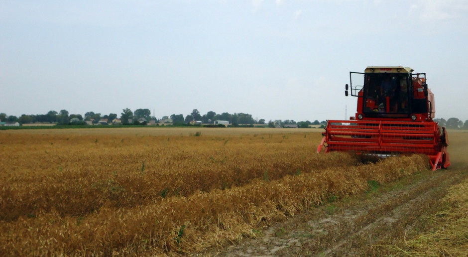 Grochy są już koszone; Fot. Anna Kobus Młócą już grochy