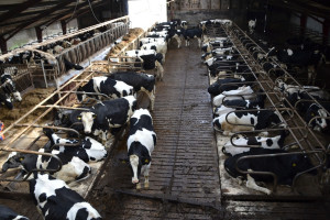 Niemcy: Duże straty producentów mleka