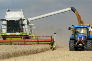 Średnia krajowa cena skupu pszenicy wyniosła 63,68 zł za 1 dt