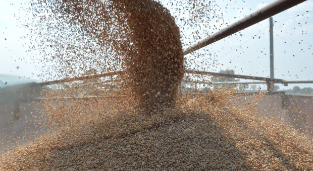 Jakość handlowa ziarna pszenicy