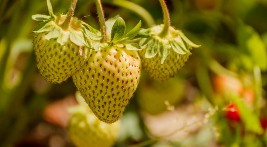 Tegoroczne zbiory truskawek w Niemczech były o 26 proc. niższe niż w 2015 r. (Fot.pixabay.com) Niemcy: Mniej truskawek, więcej szparagów