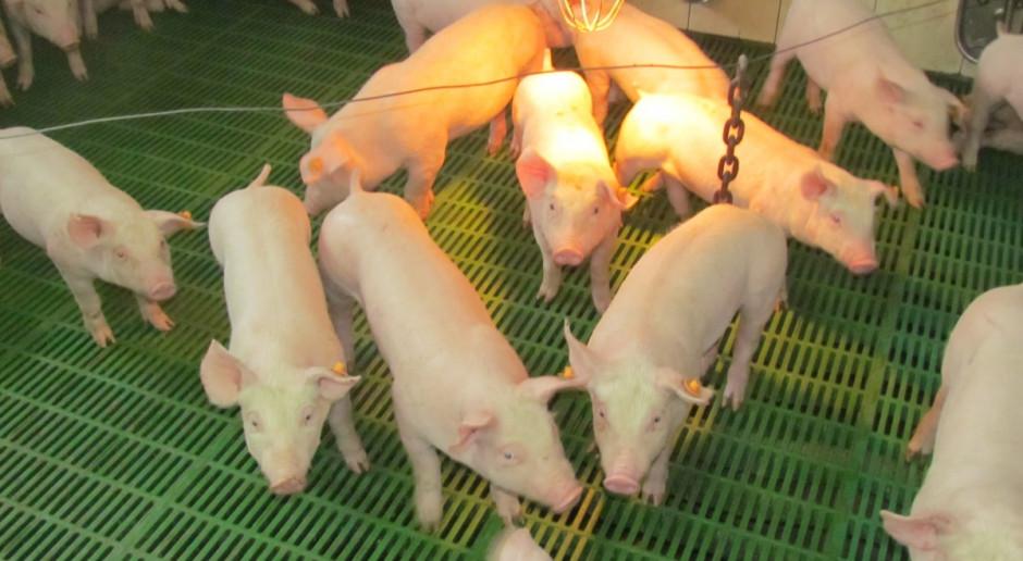 Wysoki import żywych zwierząt do kraju, częściowo wynika z dużego rozdrobnienia produkcji Fot. BW Specjalizacja produkcji może zatrzymać import warchlaków