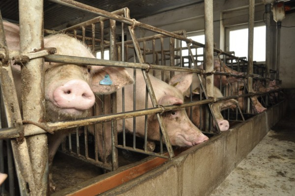 Występowanie ASF stwierdzono na fermie utrzymującej ponad 4 tys. świń; Fot. A.Królak
