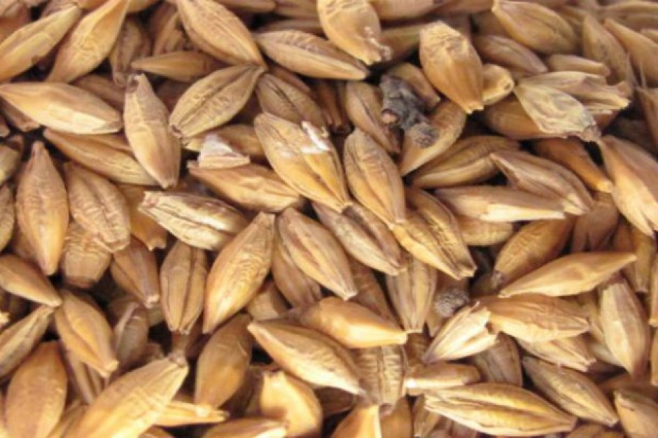 Świeżo zebrane ziarno zbóż charakteryzuje się wysoką aktywnością związków antyżywieniowych; Fot. BW