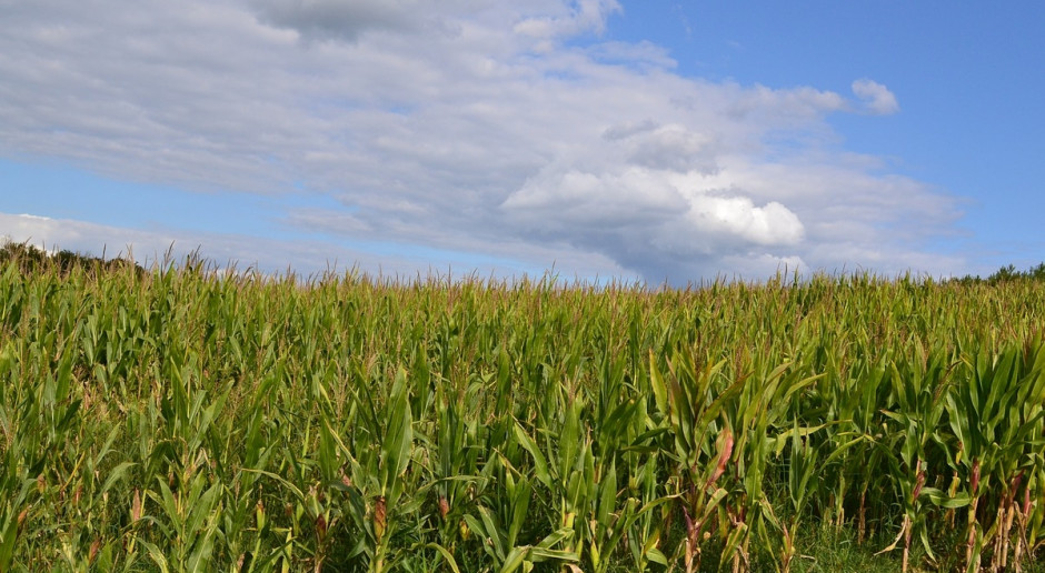 Plantacja kukurydzy; Fot. Pixabay Kukurydza zagrożona głownią guzowatą kukurydzy