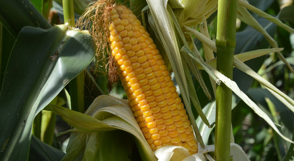 Tak dla kukurydzy GMO w Pakistanie
