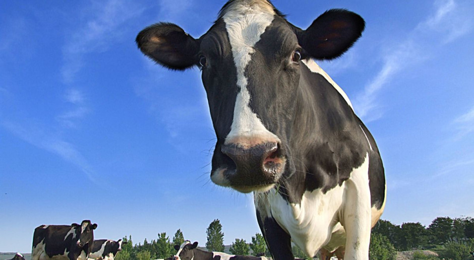 FrieslandCampina utrzymuje ceny mleka w skupch na stałym poziomie; Fot. Fotolia FrieslandCampina: Cena gwarantowana dla mleka surowego kolejny miesiąc bez zmian