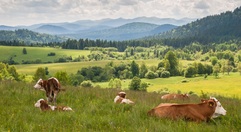 Fot. Shutterstock Bieszczady: Rozpoczęły się leśne sianokosy
