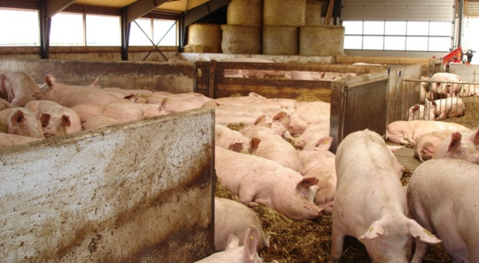 Obecne ceny zapewniają opłacalność produkcji, jednak rolnicy zdają sobię sprawę z tego, że okres dobrej koniunktury nie będzie trwał wiecznie; Fot. BW Producentom trzody wciąż daleko do optymizmu