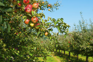 Zanim rozpoczniemy eksport jabłek do Chin, Chińczycy skontrolują polskie sady