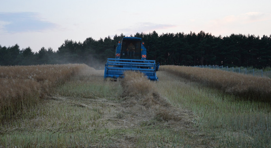 Wielkość zbiorów rzepaku nie napawa rolników optymizmem, którzy stwierdzają, że tegoroczne plony rzepaku są złe; Fot. Katarzyna Szulc Rolnicy niezadowoleni ze zbiorów rzepaku