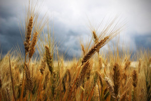 Czy można skarmiać porośniętym ziarnem zbóż? 