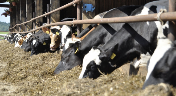 Zwiększone dostawy mleka spowodują wzrost produkcji przetworów mlecznych