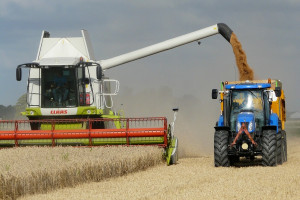 IGC: Większa prognoza światowych zbiorów zbóż