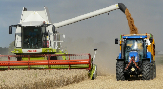 IGC: Większa prognoza światowych zbiorów zbóż