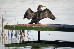 Warmińsko-mazurskie: Gospodarstwom rybackim wolno odstrzelić 1,6 tys. kormoranów