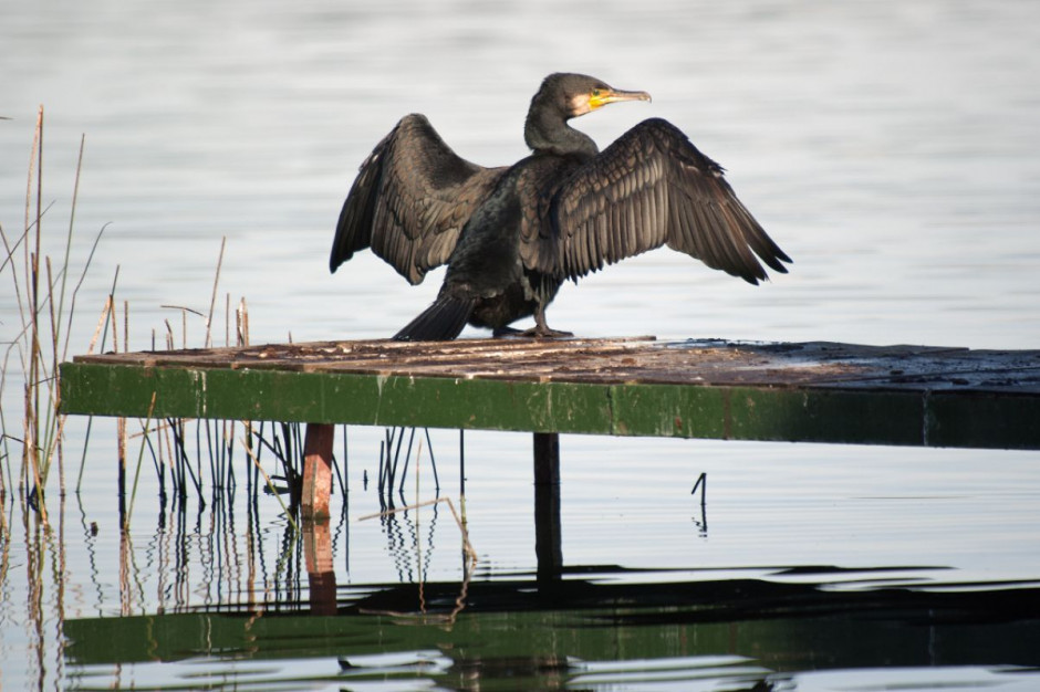 Projekt o zmianę ustawy o ochronie przyrody zakłada rozszerzenie zakresu szkód wyrządzonych przez zwierzynę o kategorię ptactwa prawnie chronionego fot. Shutterstock