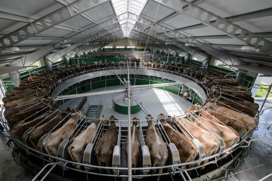 Jak poinformowała służba statystyczna francuskiego ministerstwa rolnictwa (Agreste), w 2022 roku wyprodukowano około 23,3 mld kilogramów mleka; Fot. Shutterstock