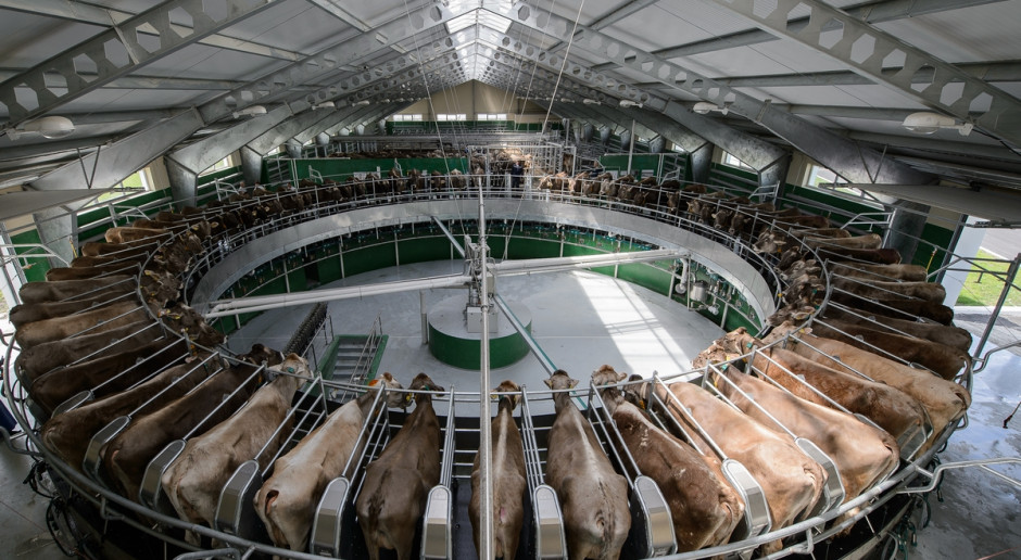 Według ekspertów amerykańskiego ministerstwa rolnictwa (USDA), globalna produkcja mleka w 2016 r. powinna wynieść prawie 500 mln ton; Fot. Shutterstock USDA: Prognoza dla światowego rynku mleka