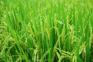 Ryż oszczędny i ekologiczny