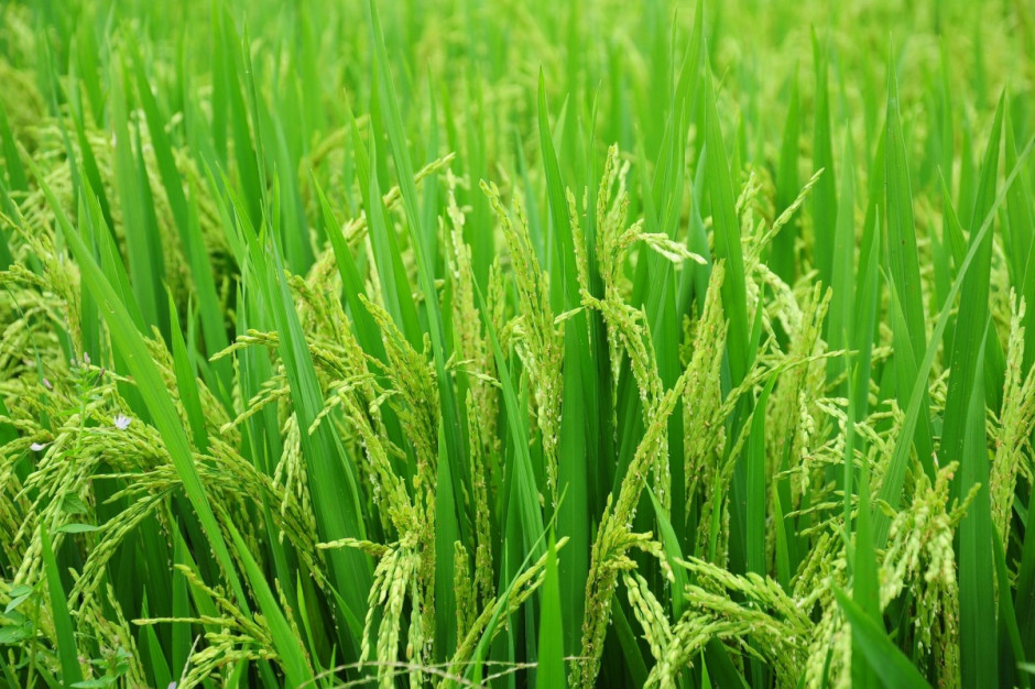 Plantacja ryży; Fot. pixabay.com