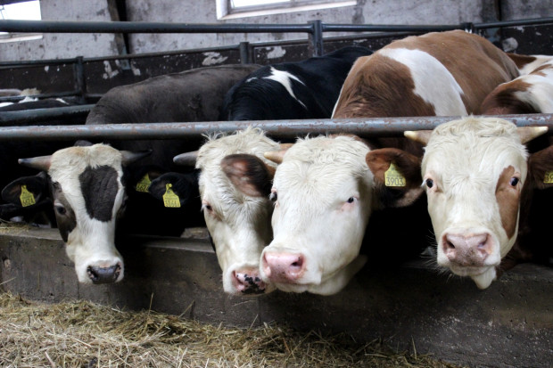 Ceny skupu bydła przełamują kolejne bariery