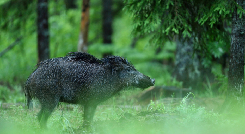 Fot. Fotolia Zlikwidowane ognisko ASF na Podlasiu; trwa kontrola w gospodarstwach