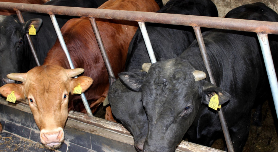 W górę ruszyła w tym tygodniu szczególnie cena byków; Fot. Ł.Chmielewski Cena bydła rośnie