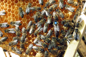 8 sierpnia obchodzimy Dzień Pszczół