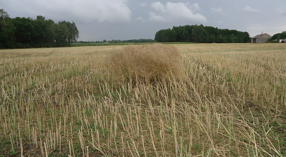 Nawóz zawiera uwodniony siarczan wapnia. Zawartość wapnia wynosi 23,53 proc. zaś siarki 18,82 proc.; Fot. A.Kobus AgroSulCa - połączenie wapnia i siarki