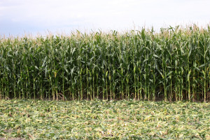 Jak wyznaczyć termin zbioru kukurydzy na kiszonkę?