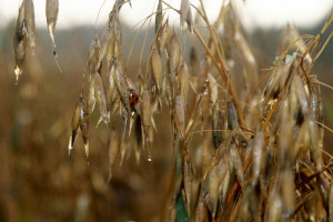 KFPZ: Pogarsza się jakość ziarna zbóż
