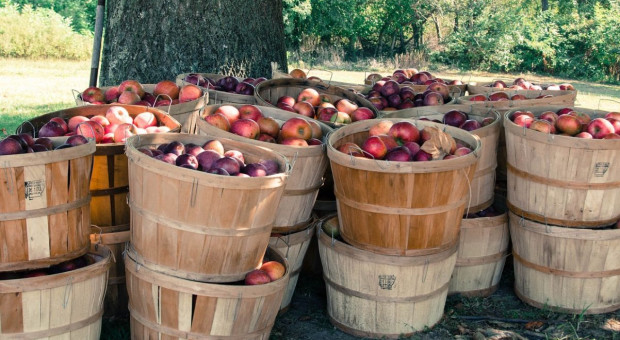 Unijne zbiory jabłek spadną do 12 mln ton