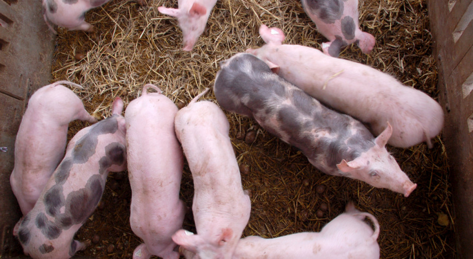 Na początku sierpnia ASF stwierdzono we wsi Rębiszewo Studzianki, w gminie Wysokie Mazowieckie (Podlaskie) w gospodarstwie, gdzie hodowano 540 świń; Fot. Fotolia Nowe przypadki ASF: GIW złożył zawiadomienie do prokuratury i ABW