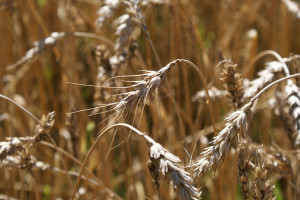Izba Zbożowo-Paszowa: Jakość zbóż zróżnicowana regionalnie