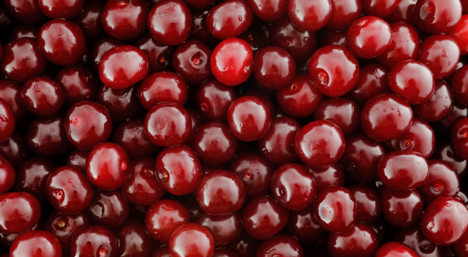 Obecnie za wiśnie przeznaczone do mrożenia sadownicy mogą uzyskać ok. 1,3 zł za/kg, a za wiśnie do tłoczenia - 0,85 zł/kg; Fot. Shutterstock IERiGŻ: Nieudany rok dla producentów wiśni