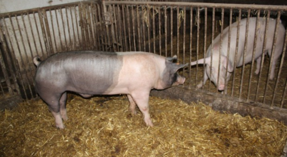 Wczoraj minął termin składania oświadczeń o niespełnianiu wymogów bioasekuracji Fot. A. Królak Minął termin składania oświadczeń o niespełnieniu wymogów bioasekuracji
