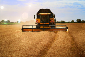 Zbiory pszenicy w UE mniejsze niż oczekiwano