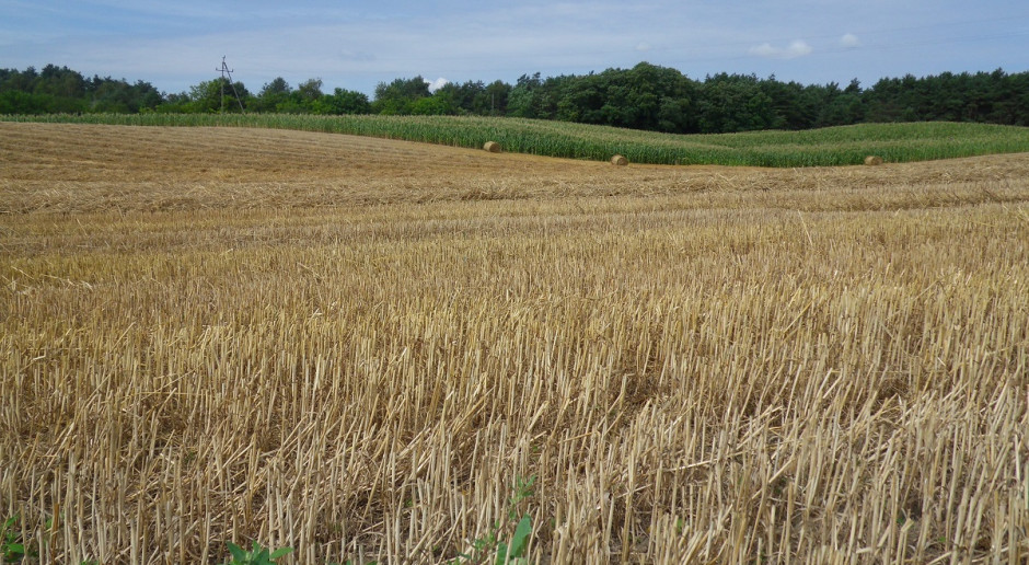 Przyoranie 5 t suchej słomy dostarcza do gleby ok. 4,8 t materii organicznej; Fot. Katarzyna Szulc Resztki pożniwne - potnij i wymieszaj z glebą