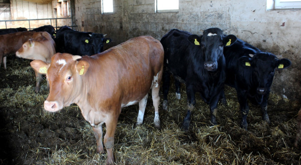 Ceny bydła w skupie nadal rosną, a zwierząt brakuje