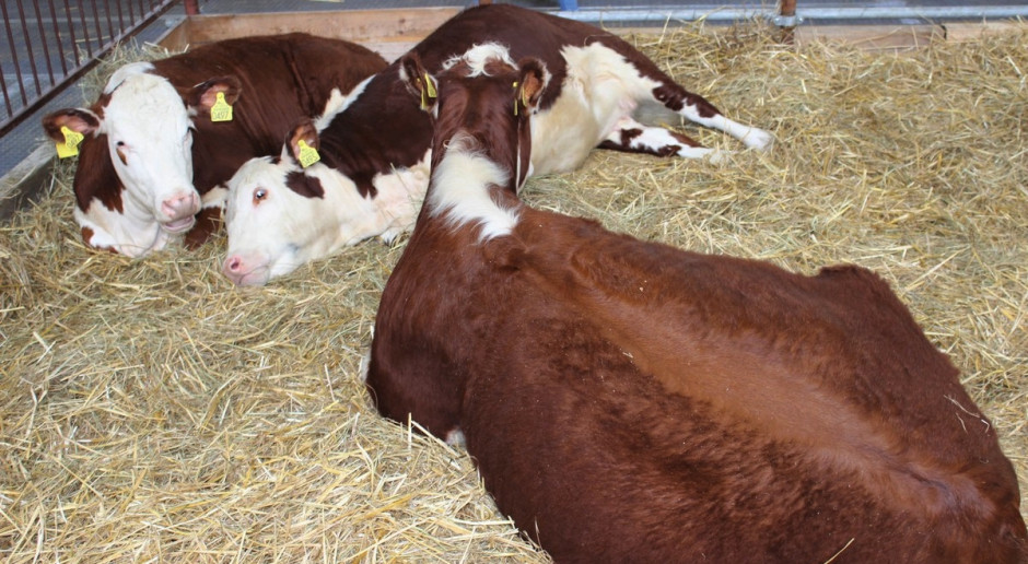 Cena bydła w najbliższym czasie nie powinna spadać; Fot. Ł.Chmielewski Cena bydła dość stabilna
