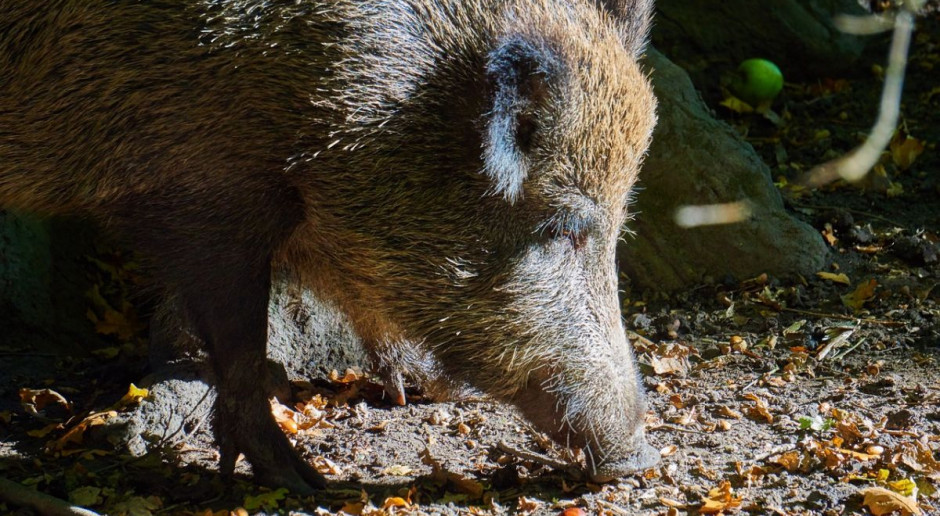 Ogniska choroby wykryto w powiecie wysokomazowieckim i bialskim Fot. Pixabay.com Wykryto dwa kolejne ogniska ASF w kraju