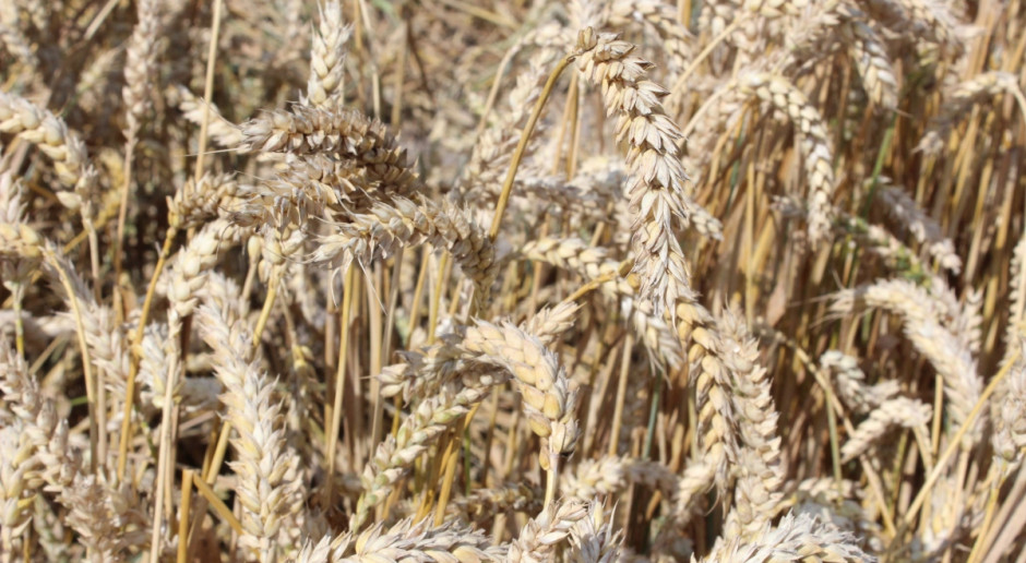 Dla Francji, największego producenta zbóż we Europie, oznacza to żniwa najgorsze od przeszło trzynastu lat; Fot. W. Denisiuk We Francji zbiory zbóż najsłabsze od 13 lat
